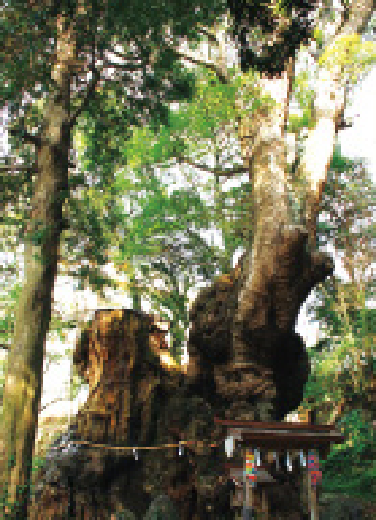 来宮神社 大楠